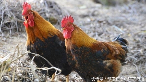 下一代|“生肖鸡”甘于奉献的精神，可以为下一代造成深远影响！