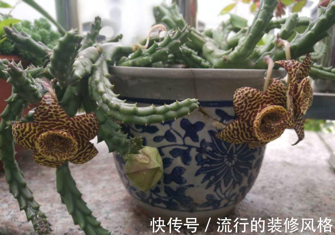 家里养了这花，满屋子都是臭味，家人让我赶紧扔掉