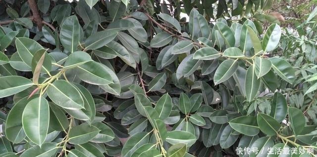 丢了一棵橡皮树，3年长疯了，横竖8米宽，霸占了道路惹人怨！