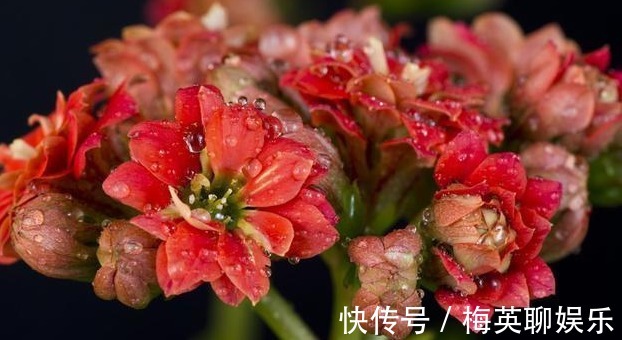 花球|养护长寿花，你得知道以下几个小技巧，开成花球，其实很容易