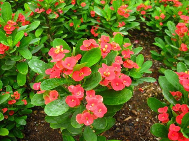 别看虎刺梅浑身刺,但易成活花量大,养好了能开到秋天