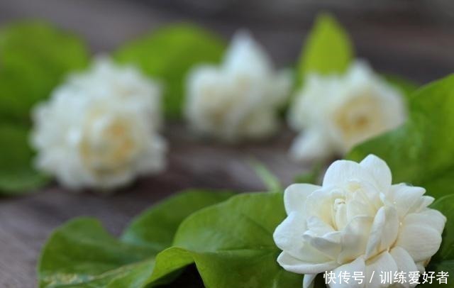 月季|8种花不用花钱买,掐片叶、剪根枝,找个花盆种起来,家里放不下!