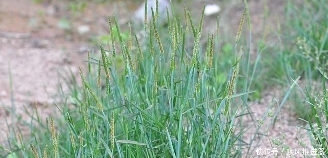 痛恨|麦田里的“小香肠”,农民对它痛恨不已,殊不知煮水能治脚气
