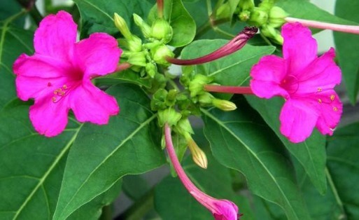 在农村里常见的一种花,称它为“地雷花”,下午才开花,还很珍贵