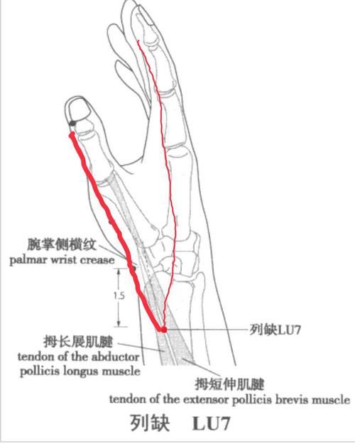 十二经别与十二络脉有何异同 快资讯