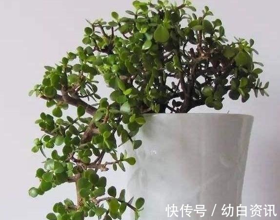 盆栽金枝玉叶,浇点“自制”壮骨水,叶片饱满有光泽,变老桩盆景
