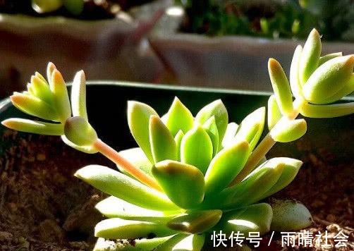 多肉马库斯怎么叶插教你3个叶插小步骤，生根迅速长势更旺盛