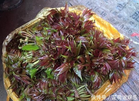 80元一斤的香椿,真能降“三高”吗