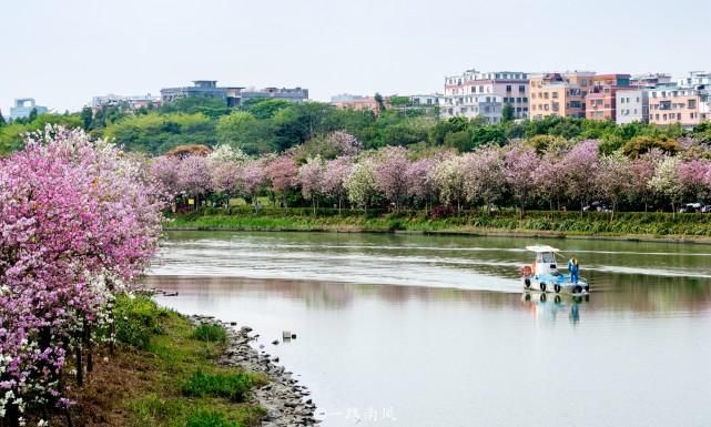 赏花不一定要去武汉婺源，广州海珠湿地紫荆花带浪漫梦幻，太美了