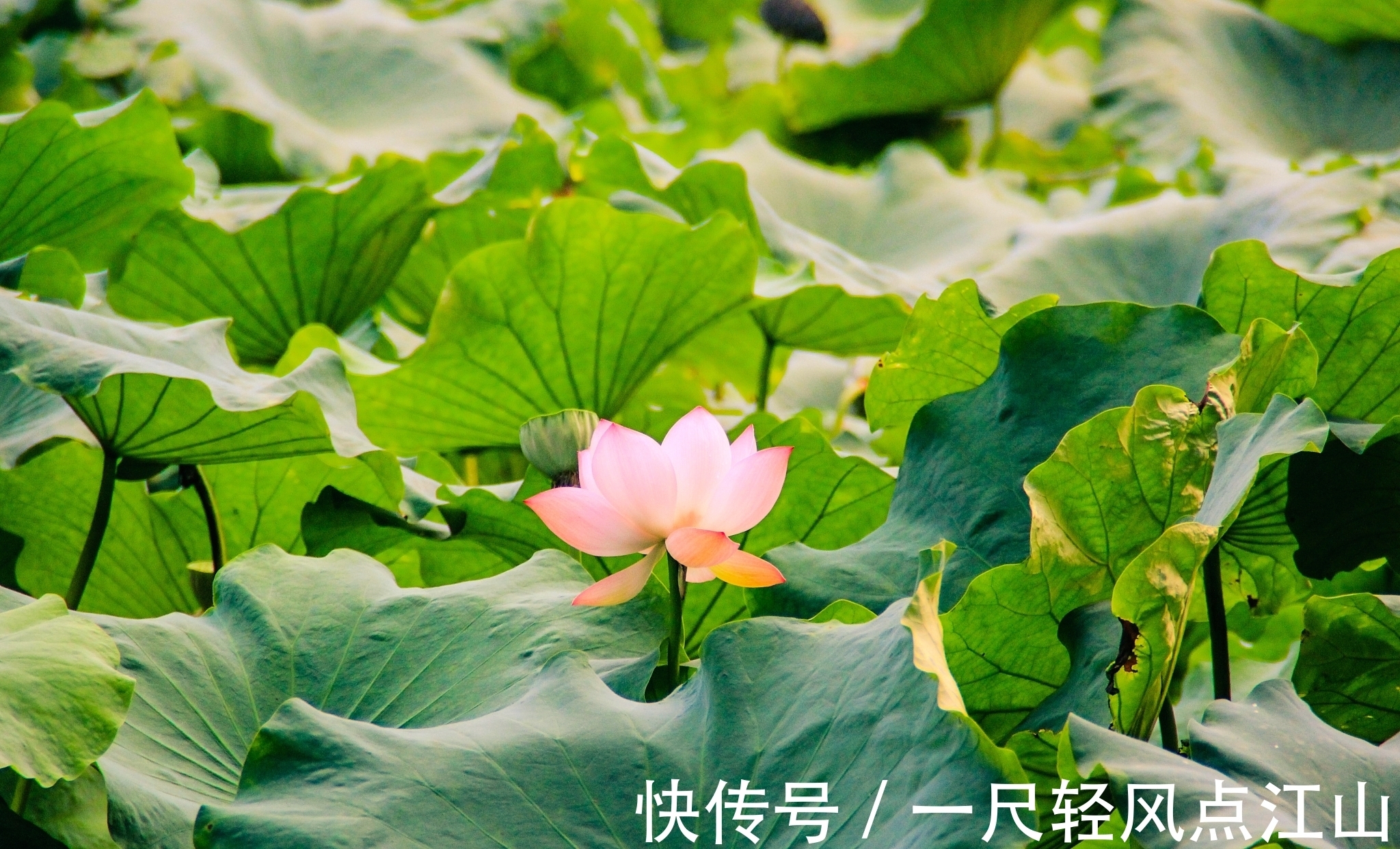 译文|杜甫最经典12首诗