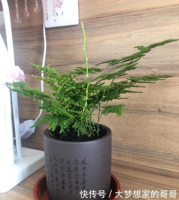 文竹不好养，不如养云竹，形状更好看，层次感十足，很好养