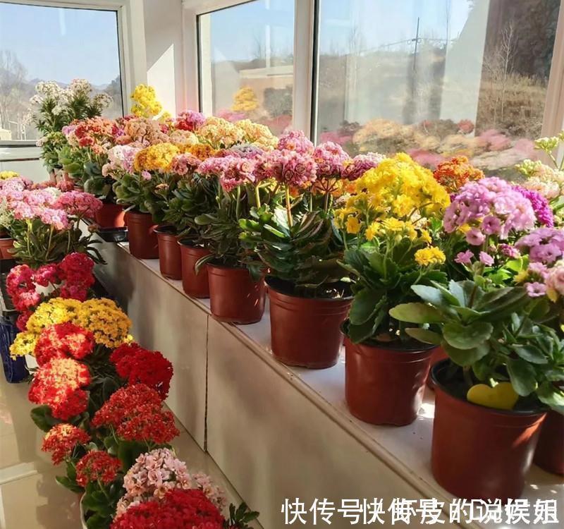 根系|寿命长的“3种花”,最喜欢用小盆栽种,盆越“小”长得越好