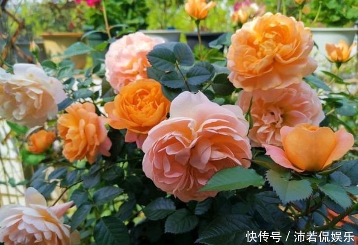 腐叶土|4种花养在家里，一整年都有好运气，开花漂亮财运来，一养就上瘾
