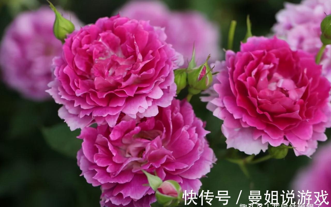 值得入手的11种月季，漂亮又好养，四季开花不断，阳台秒变花园