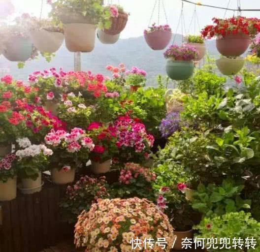 老花匠养花，从不买花肥，仅仅在盆里倒点“渣滓”，养啥都能旺！