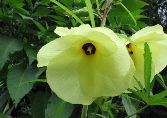 氨基酸|山上一野菜,价格比牛肉贵,曾被吃到濒临绝种,若您看到请珍惜