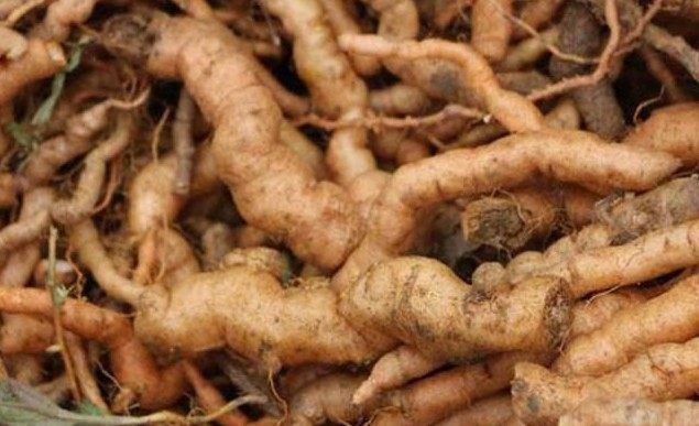 农村地里常见的这种野草，竟能对抗糖尿病、高血压！