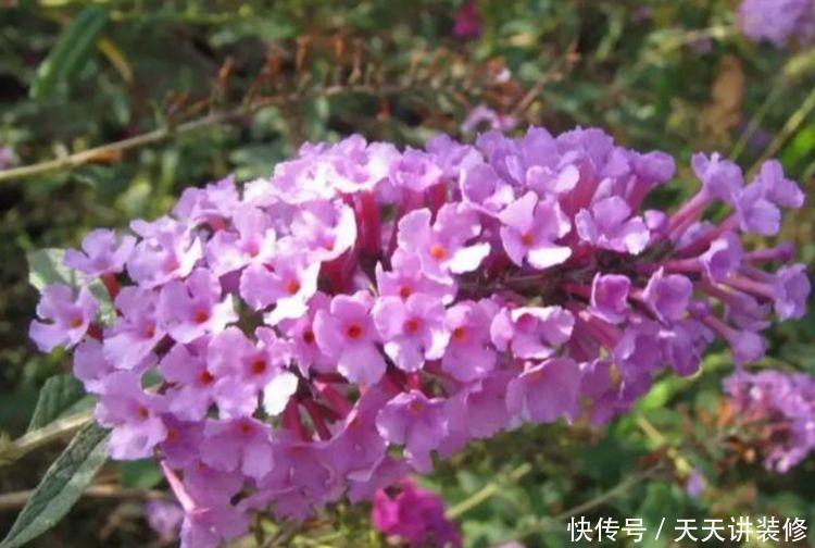 冬天养此几款花,开花量大,花开枝繁叶茂,颜值超高的