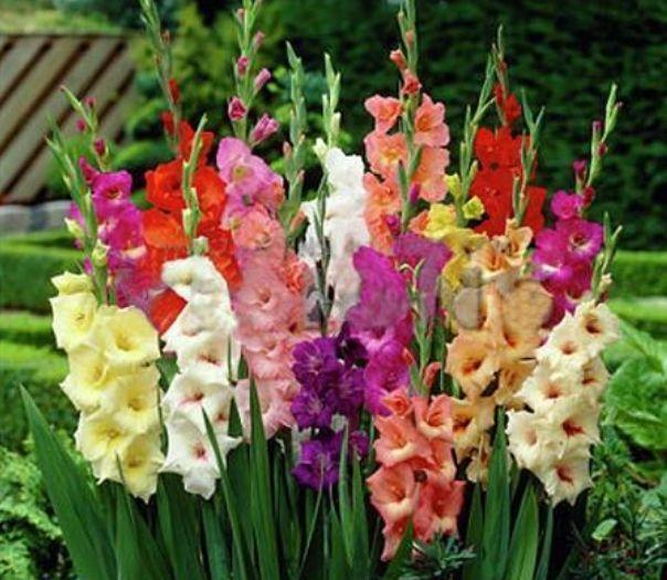 5种花不仅花好看,名字也好听,还是爆盆能手