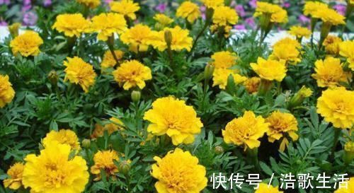 什么淘米水、黄豆水都不如1勺小粉末,一月给花用一次,花量翻倍