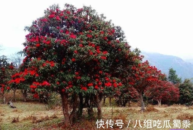 这6种花的寿命很长，养成“老桩”后，价值大增，越老“越值钱”