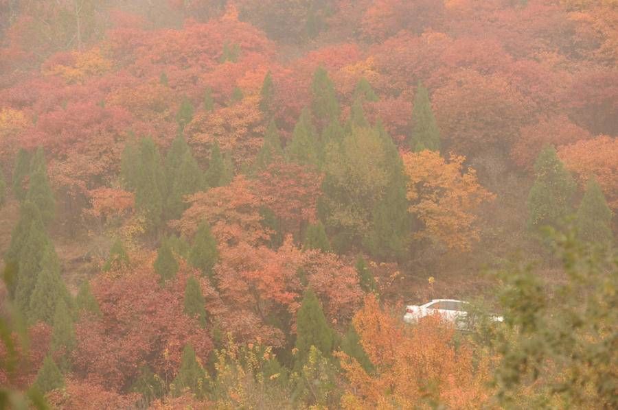 心境|稍近、稍近、稍稍近，秋雨过后看捎近，会目瞪口呆哦