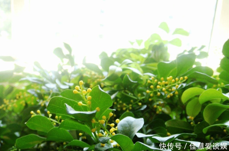肥料|“天然的香水”米兰花,花开之际香味四溢,培育的时候多注意这些
