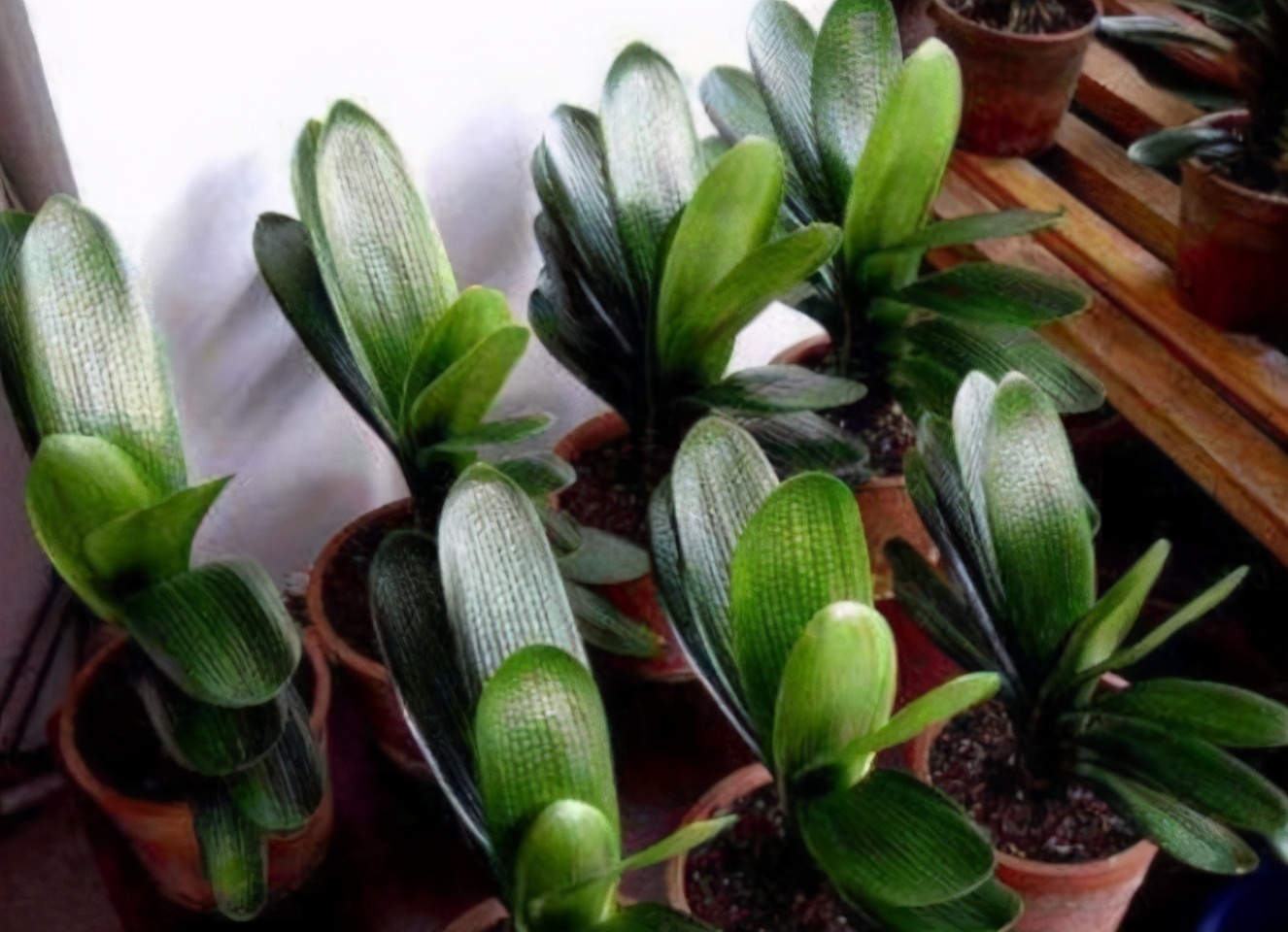 给花换完盆要不要浇水这叫“定根水”,只有“1类”植物不用浇