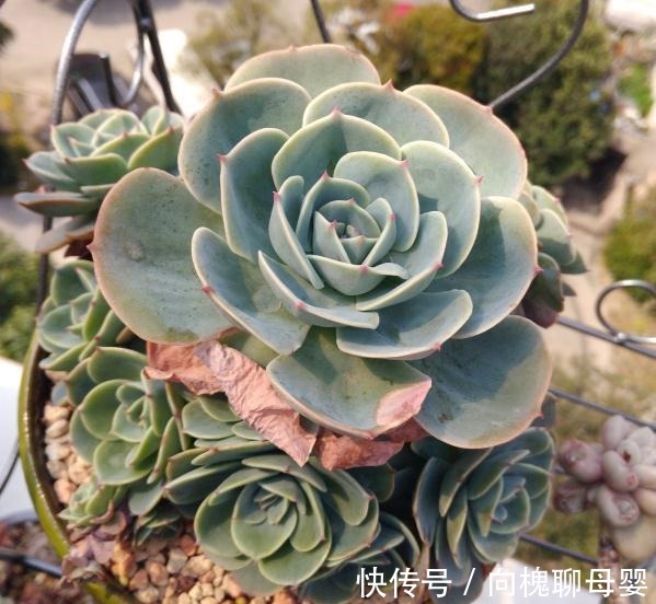 花花|最难养的9种多肉,生病了难“医治”,新手轻易别碰