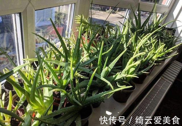 净化|卧室养花,就养几种“健康”花,空气清新促睡眠,一觉睡到大天亮