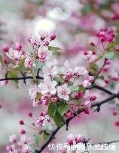 那个时代$为什么那么多文学大师都说，只有王国维真正读懂了《红楼梦》