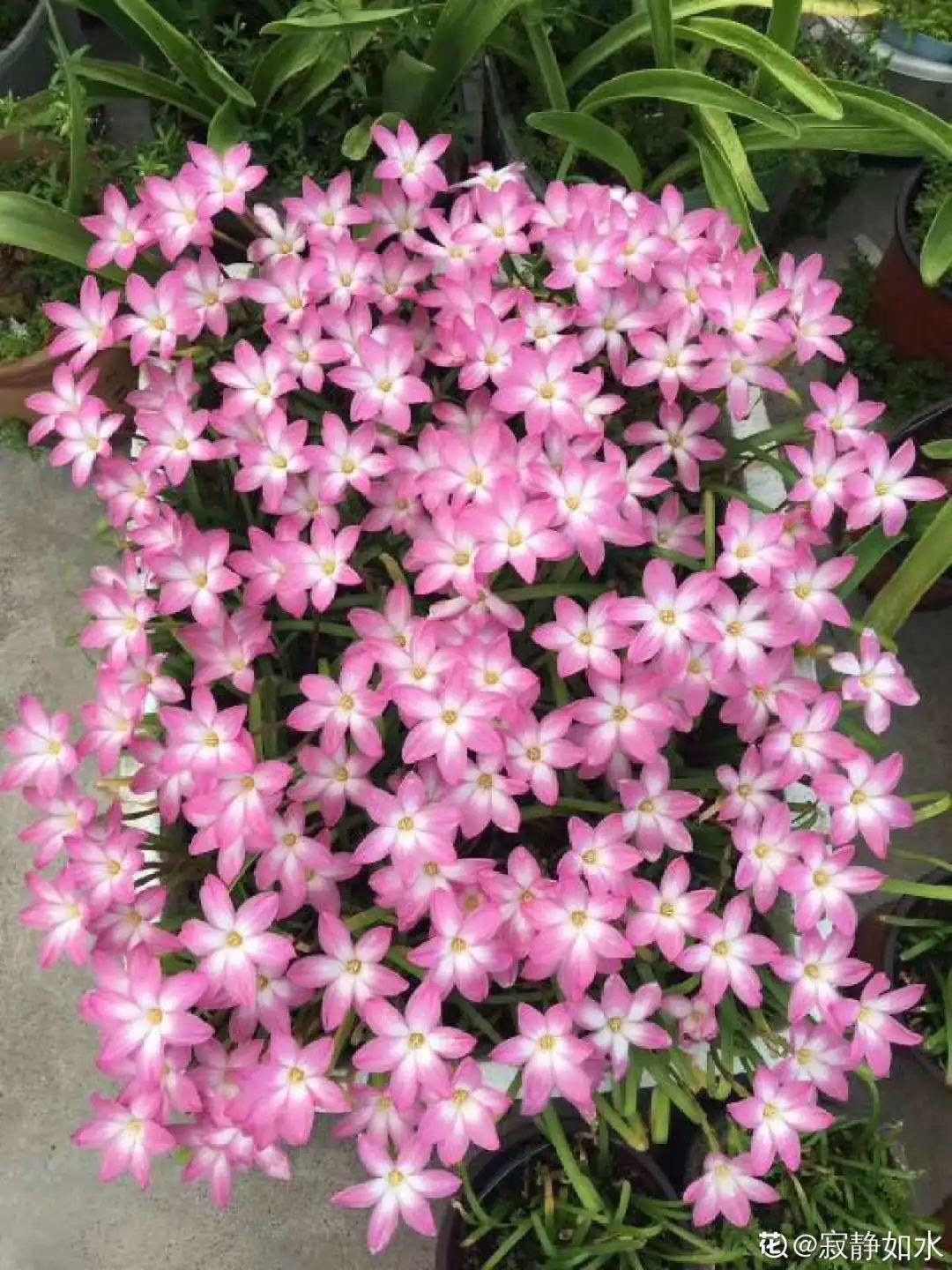 棒棒糖|从养花大神家，偷来3个爆花技巧，快学，24小时后删