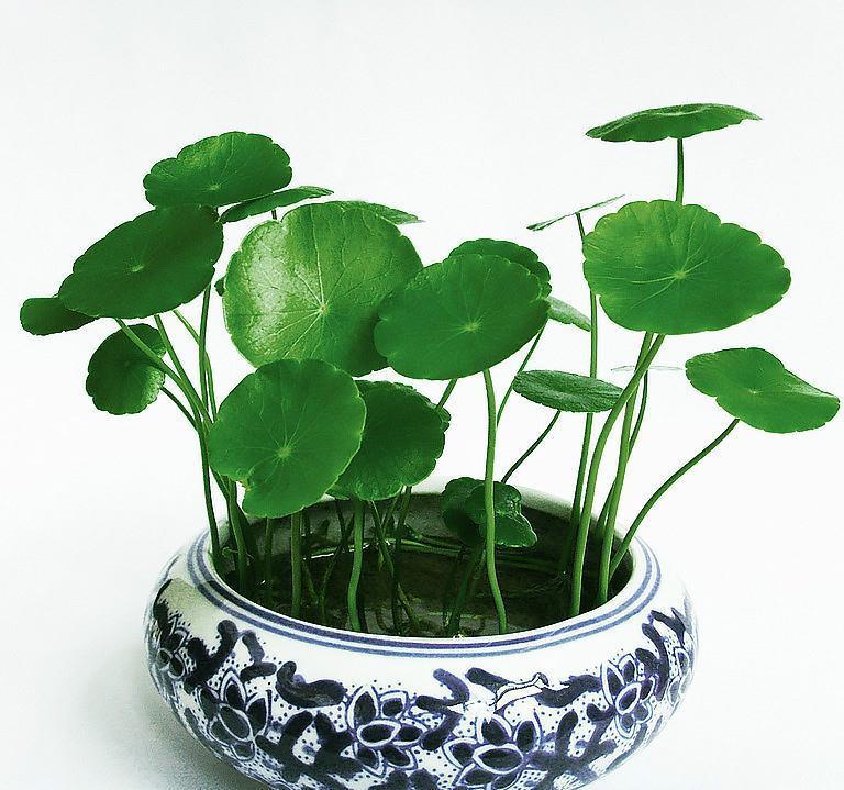 17大吉祥花,客厅有空间一定要养上一盆,好看又好养,养人又旺家