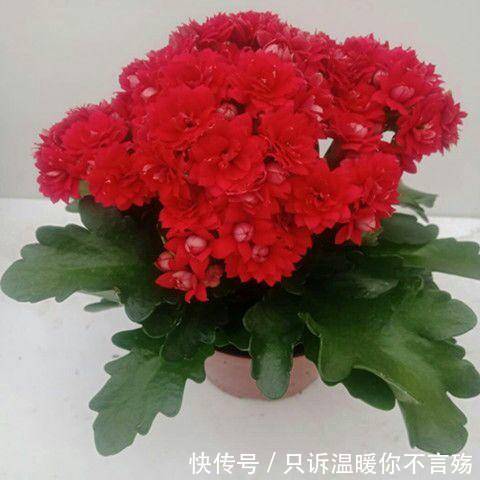 养不好长寿花，这里有室内最全的长寿花养护技巧，欢迎点进来学习