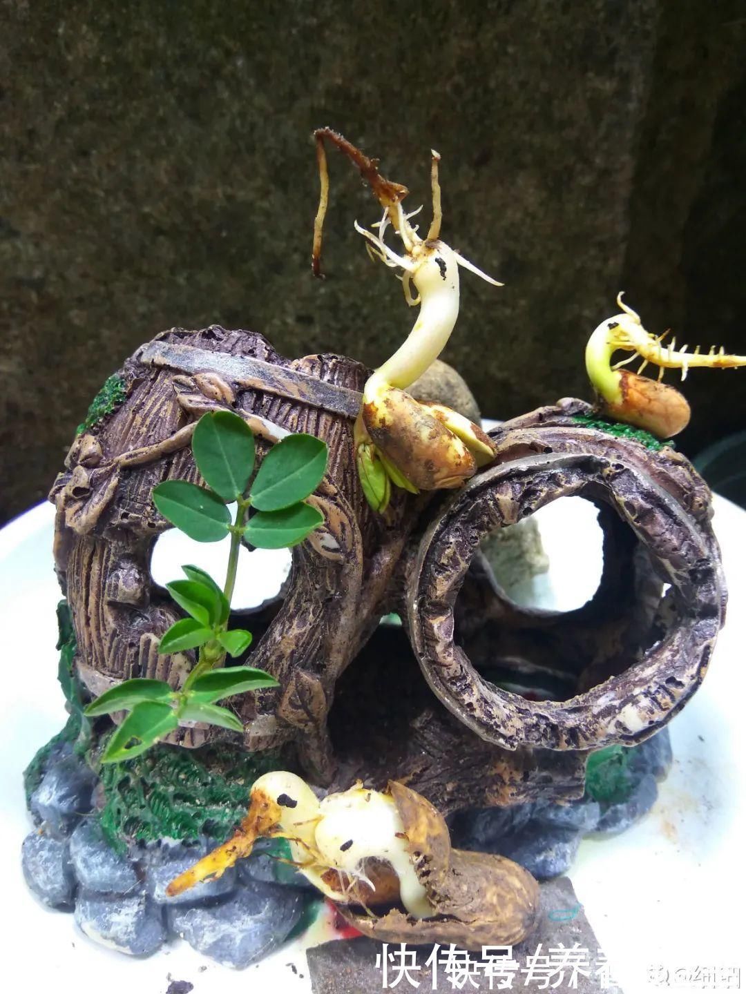 叶子|人参萝卜开花了,我种的花,都是这么奇奇怪怪