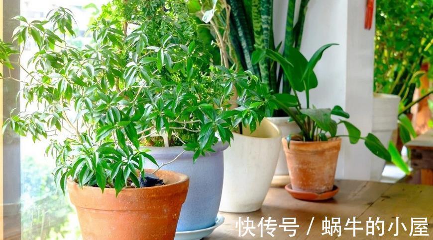 花卉|秋季养花换盆土：从准备到服盆，期间该注意哪些细节？