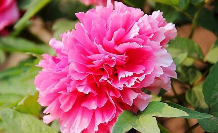 4种花很耐养,沾土就能活,香气袭人,芳香四溢。观赏价值很高