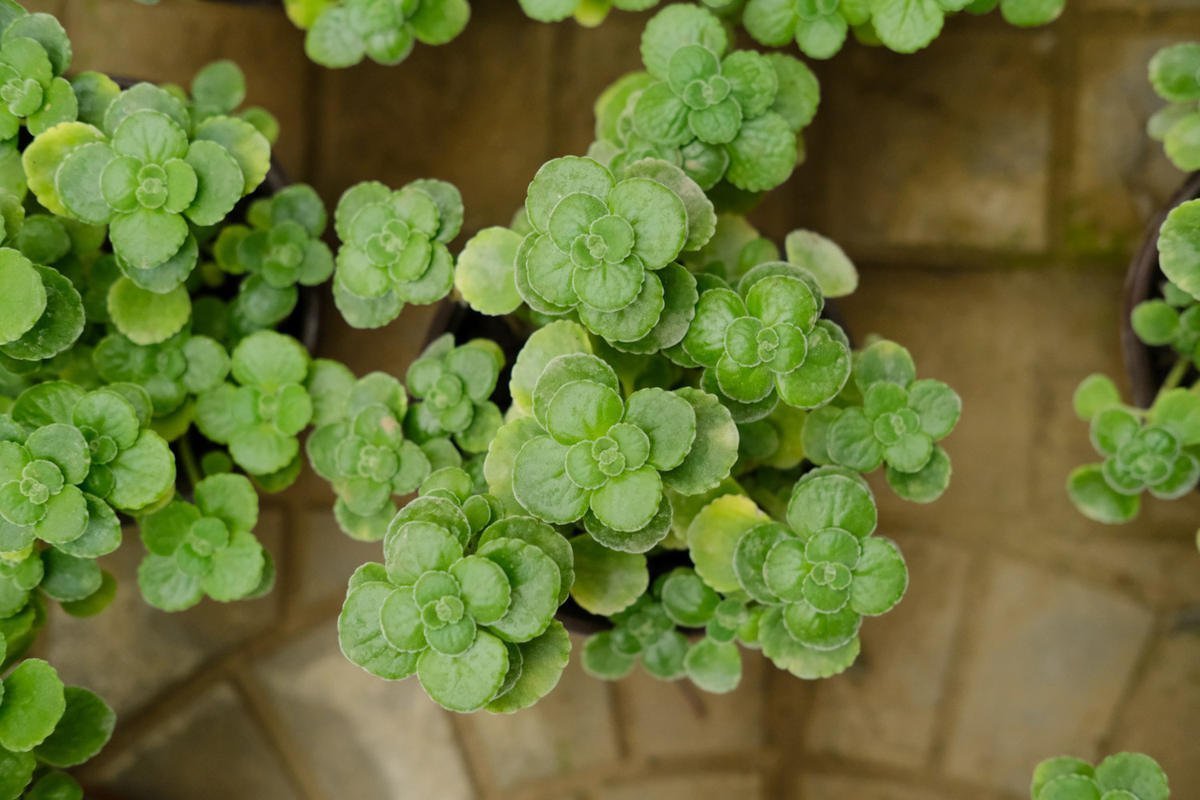 4种花不能朝叶子喷水,通风不好易烂叶,一定要注意