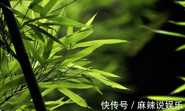 竹子@秋竹美诗七首:直节亭亭易见心,舞闲阶碎影筛金