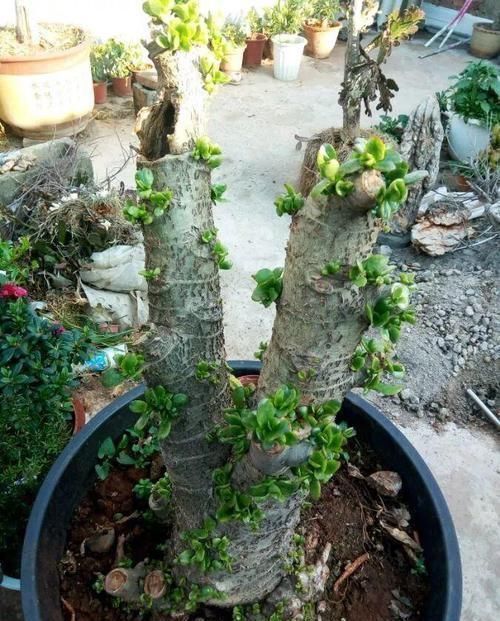 养了20年的玉树,杆子比大腿还粗,满树白花跟下雪了一样