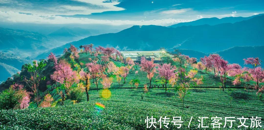 樱花|无量山，云南冬日里一场限定的浪漫！