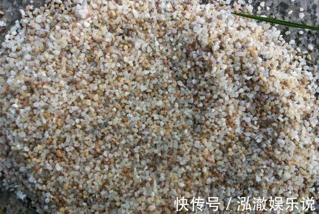 蟹爪兰|养多肉、蟹爪兰、君子兰,用它就能根固叶茂,远离烂根困扰