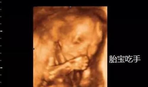 脐带|子宫里拥挤又昏暗, 胎宝是怎样坚持到出生的? 其实他们还挺忙