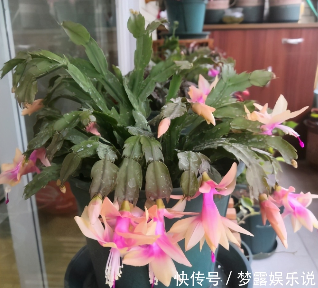 叶片|养蟹爪兰常见症状解决办法，只要发现不对劲，“见招拆招”准没错