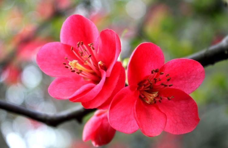 从7月8日开始 家养此款花卉 充满色彩感 艳丽非凡 粉紫色 从7月8日开始 家养此款花卉 充满色彩感 艳丽非凡 粉紫色