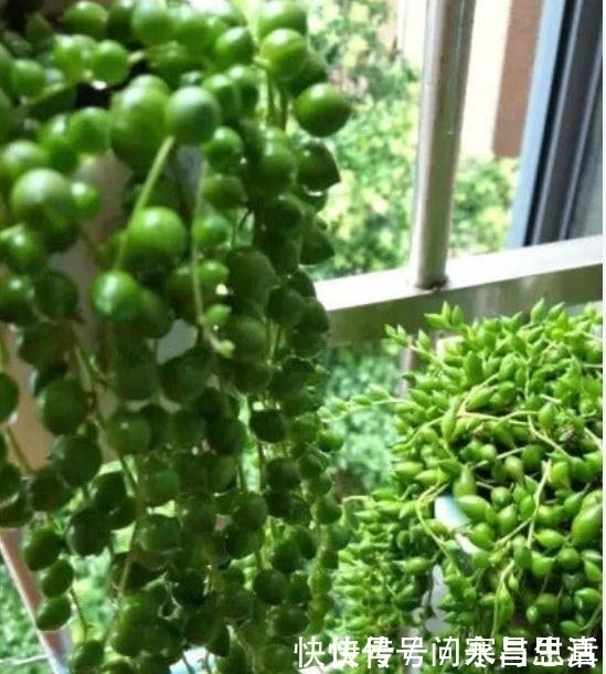 4种花超漂亮,个个美出状态,比牡丹还美,年年开花美翻