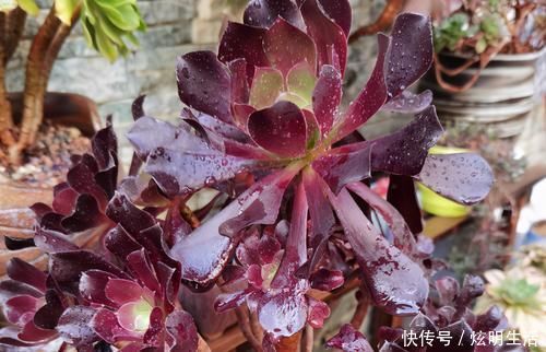 光照|多肉淋水后,哪些事情不该做,早知道才能避免“发烧”