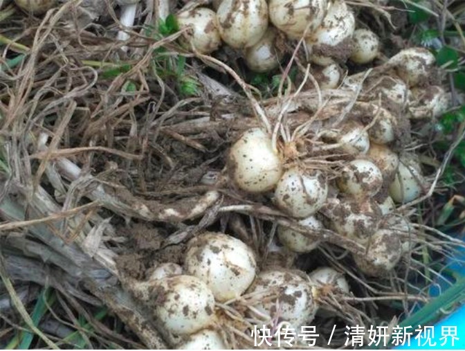 像葱不是葱，像蒜不是蒜，农村人到季节就去挖，城里人却吃不到