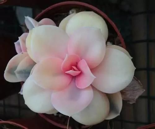 养护盆栽多肉做好这几点,在阳台上养出好看状态