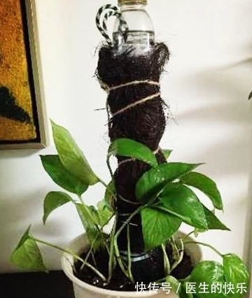 自制|自制“绿萝柱”，3分钟学会，“绿萝”往上爬，叶片脸盆大！